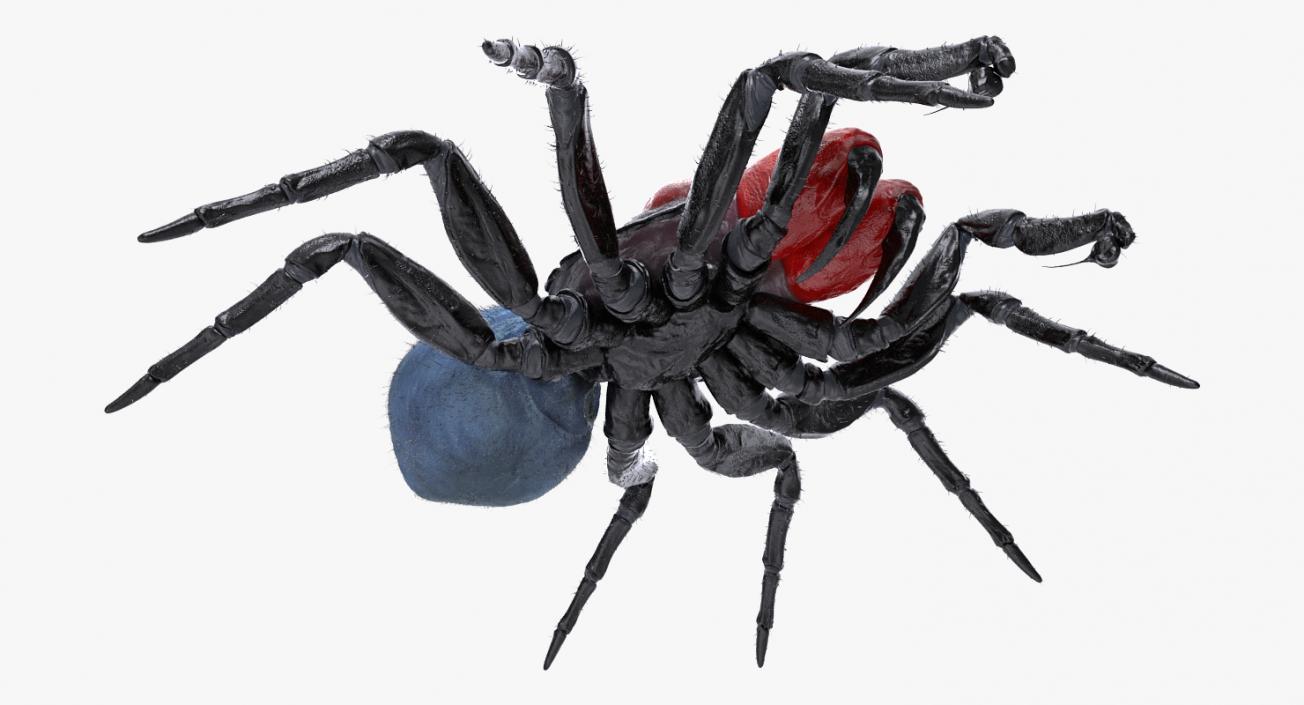 3D Mouse Spider Rigged with Fur model