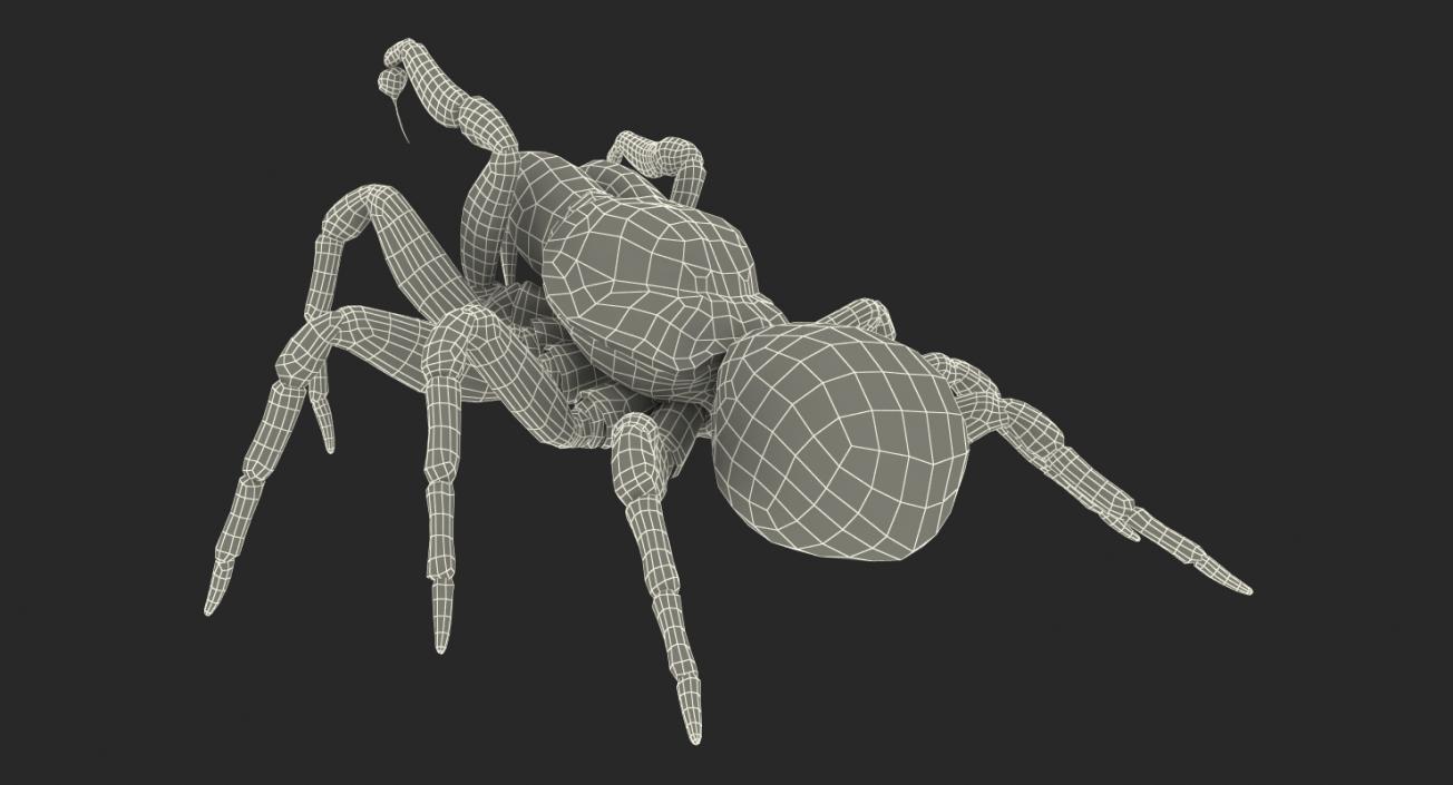 3D Mouse Spider Rigged with Fur model