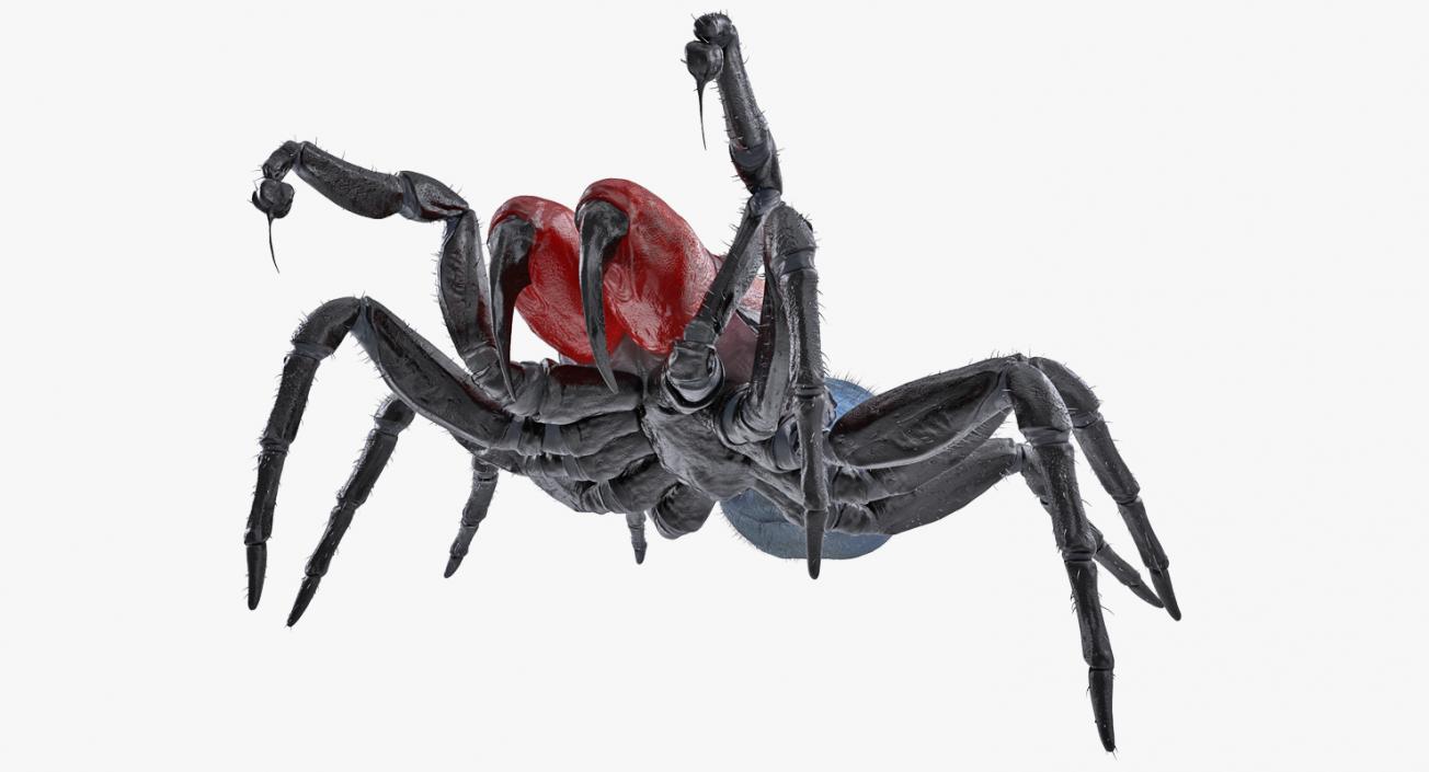 3D Mouse Spider Rigged with Fur model