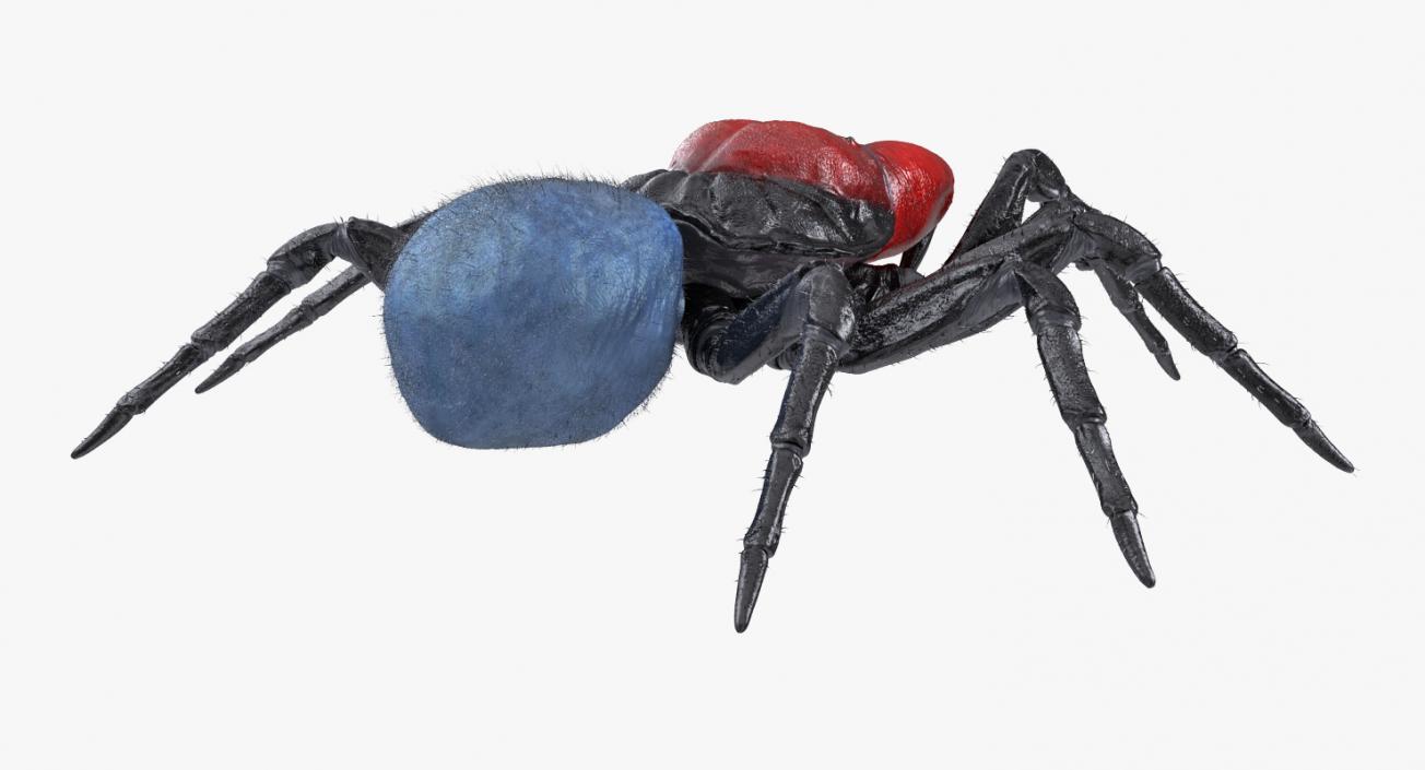 3D Mouse Spider Rigged with Fur model