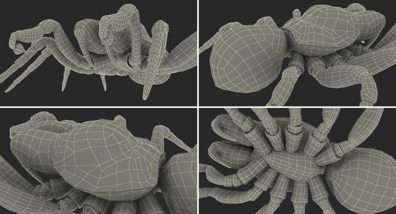 3D Mouse Spider Rigged with Fur model