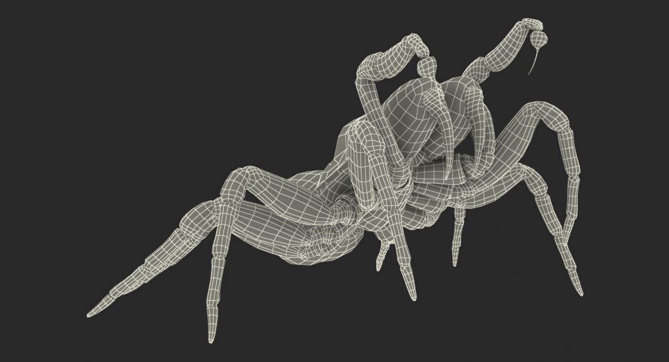 3D Mouse Spider Rigged with Fur model