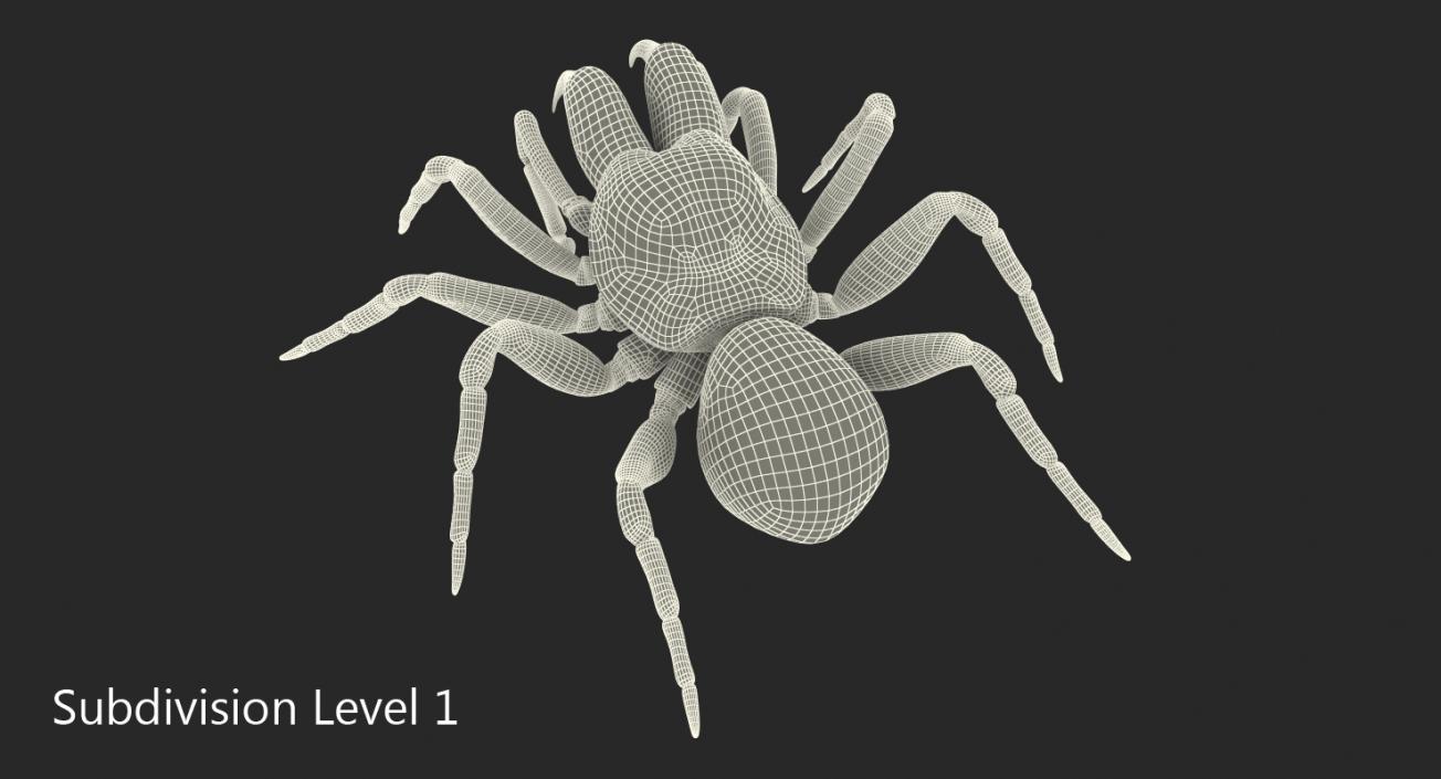 3D Mouse Spider Rigged with Fur model