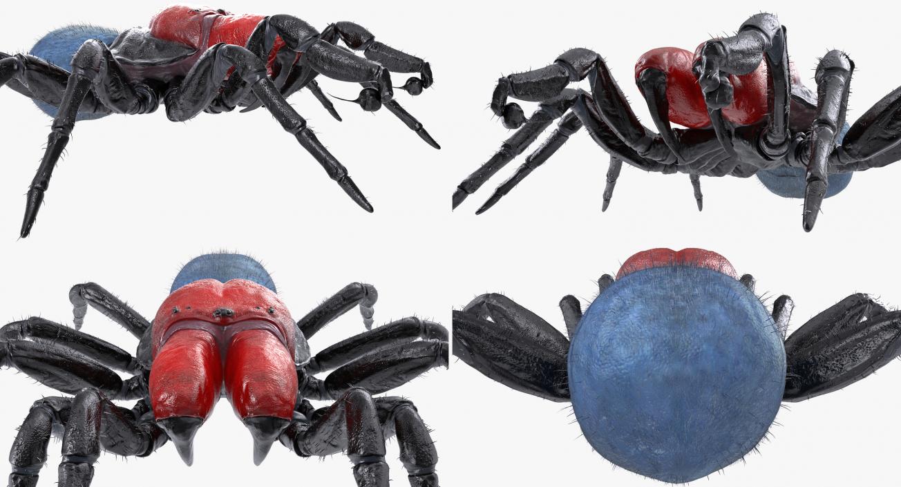 3D Mouse Spider Rigged with Fur model