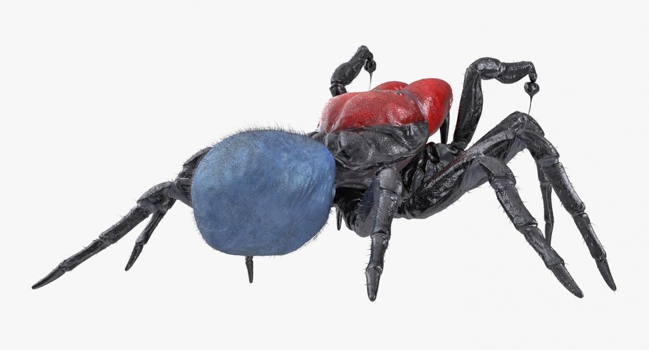 3D Mouse Spider Rigged with Fur model