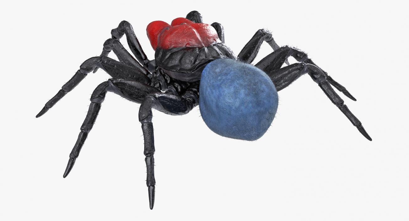 3D Mouse Spider Rigged with Fur model