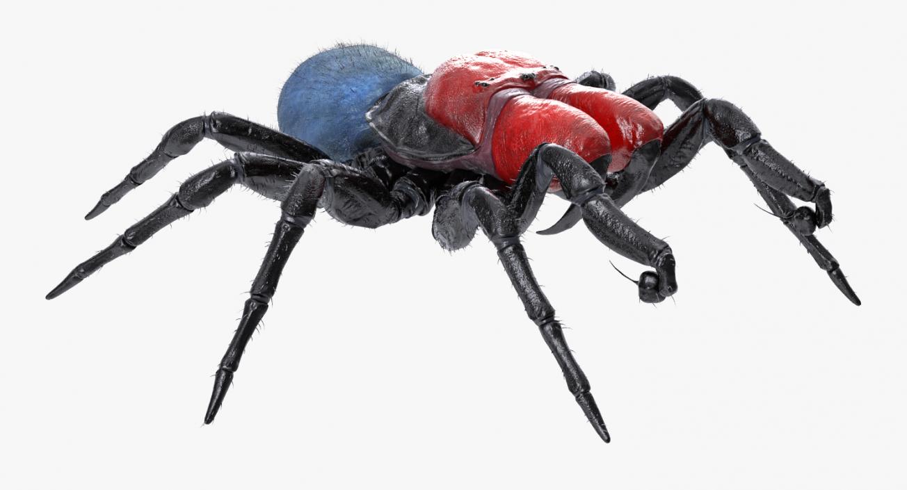 3D Mouse Spider Rigged with Fur model