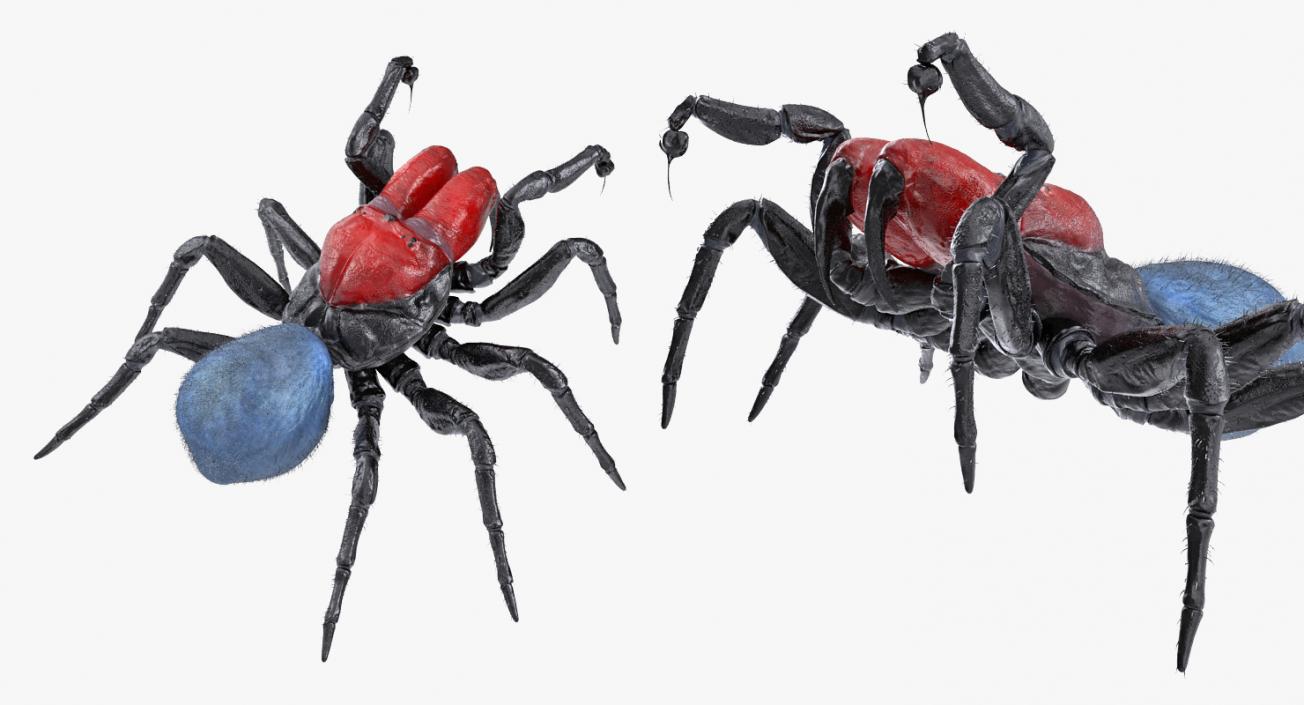 3D Mouse Spider Rigged with Fur model