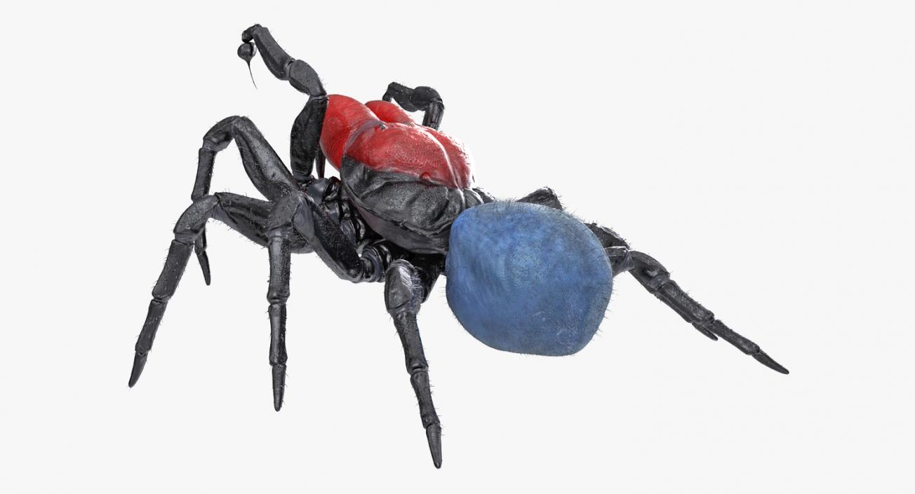 3D Mouse Spider Rigged with Fur model