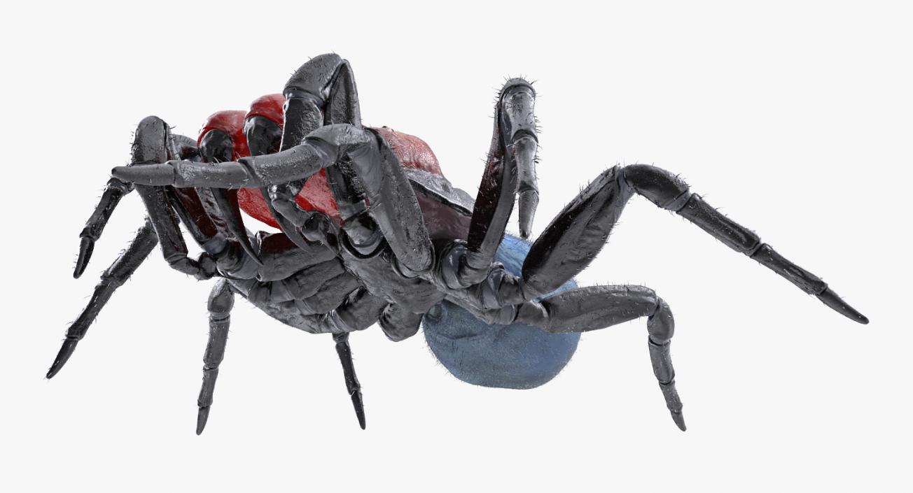 3D Mouse Spider Rigged with Fur model