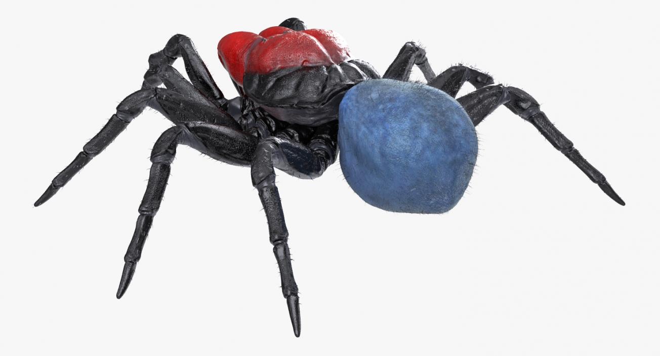 3D Mouse Spider Rigged with Fur model