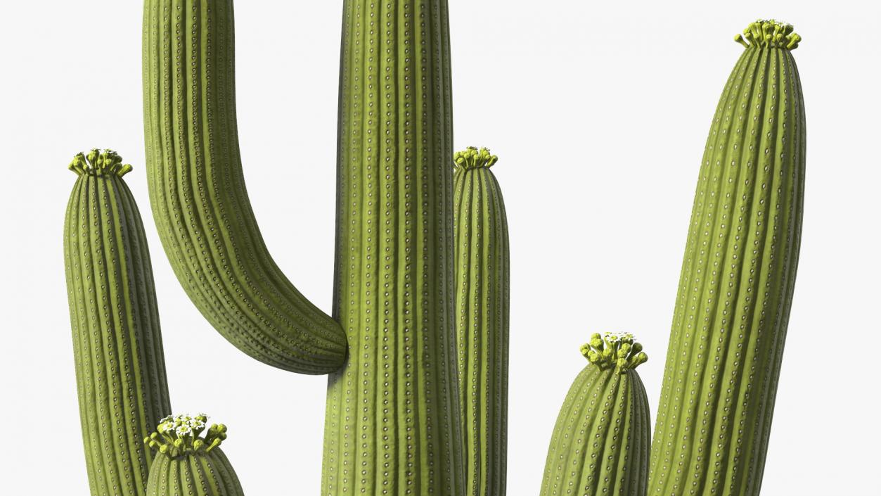 3D model Giant Saguaro Cactus