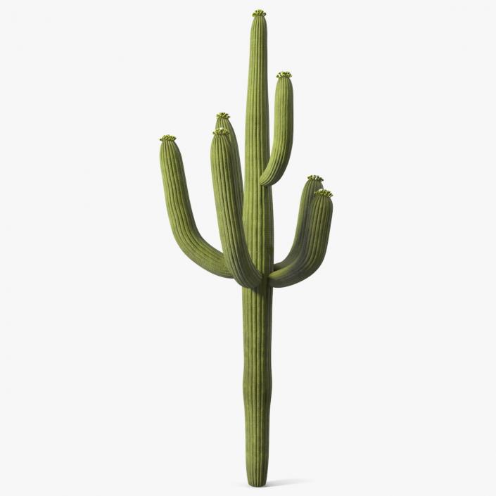 3D model Giant Saguaro Cactus