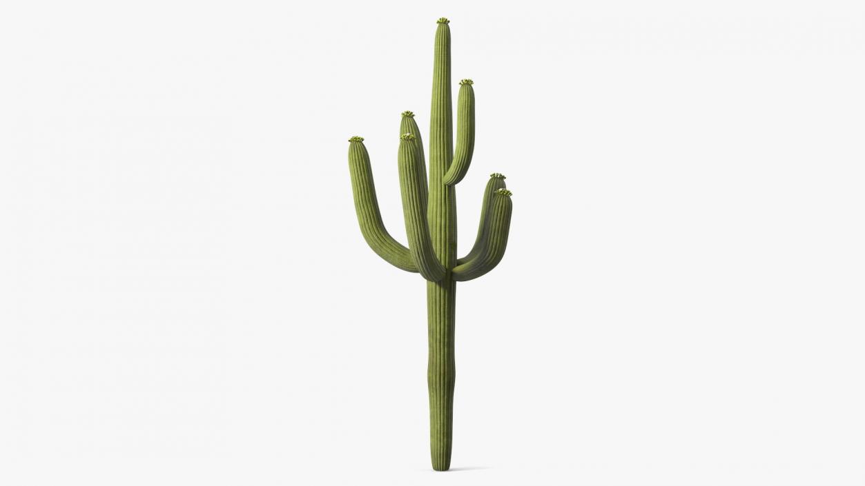 3D model Giant Saguaro Cactus