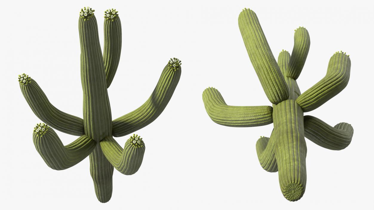 3D model Giant Saguaro Cactus