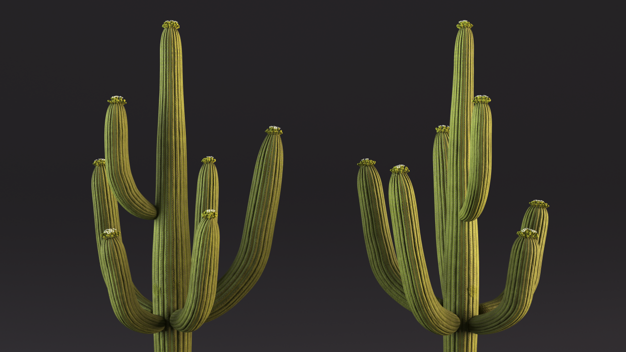 3D model Giant Saguaro Cactus