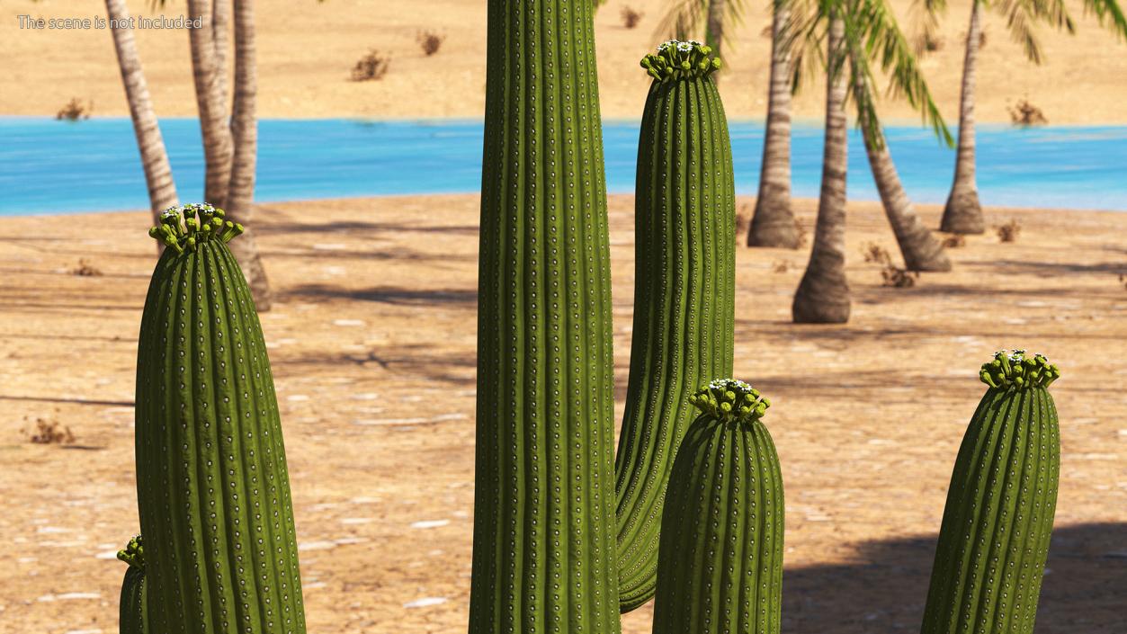 3D model Giant Saguaro Cactus