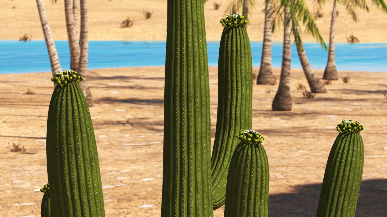 3D model Giant Saguaro Cactus