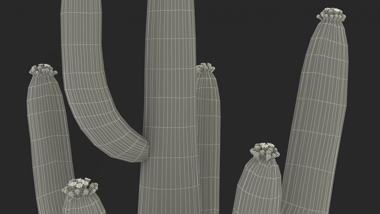 3D model Giant Saguaro Cactus