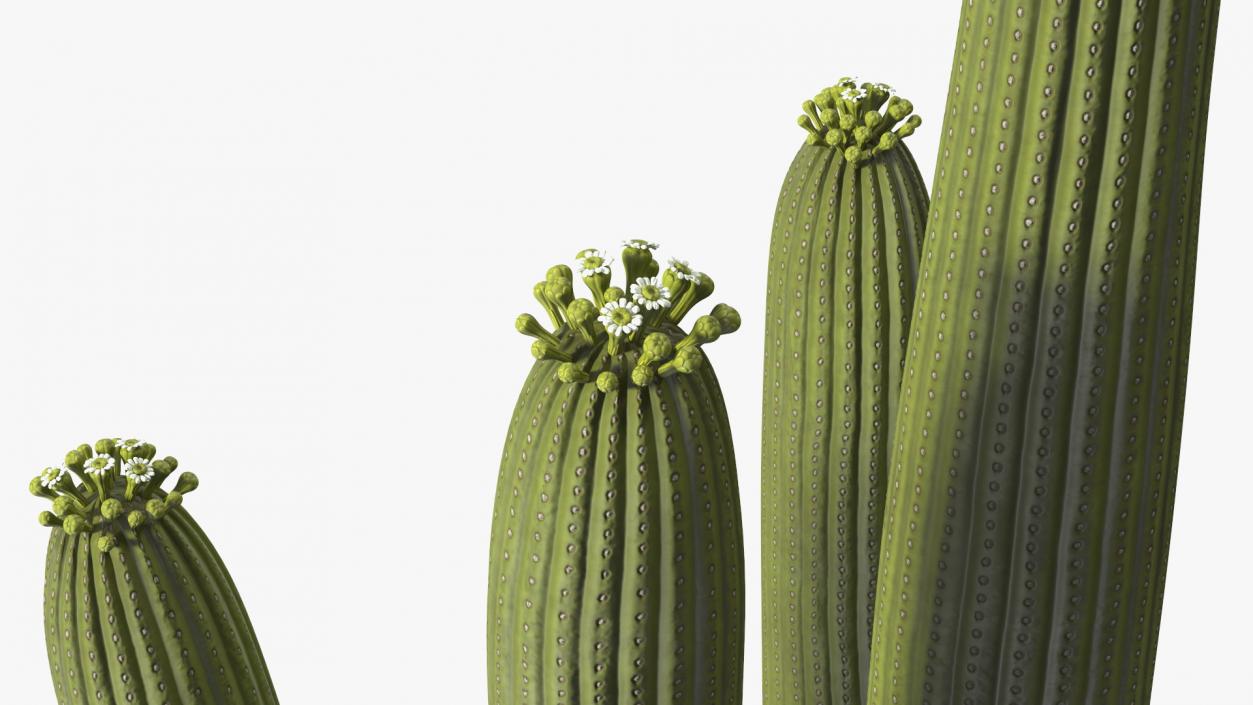 3D model Giant Saguaro Cactus