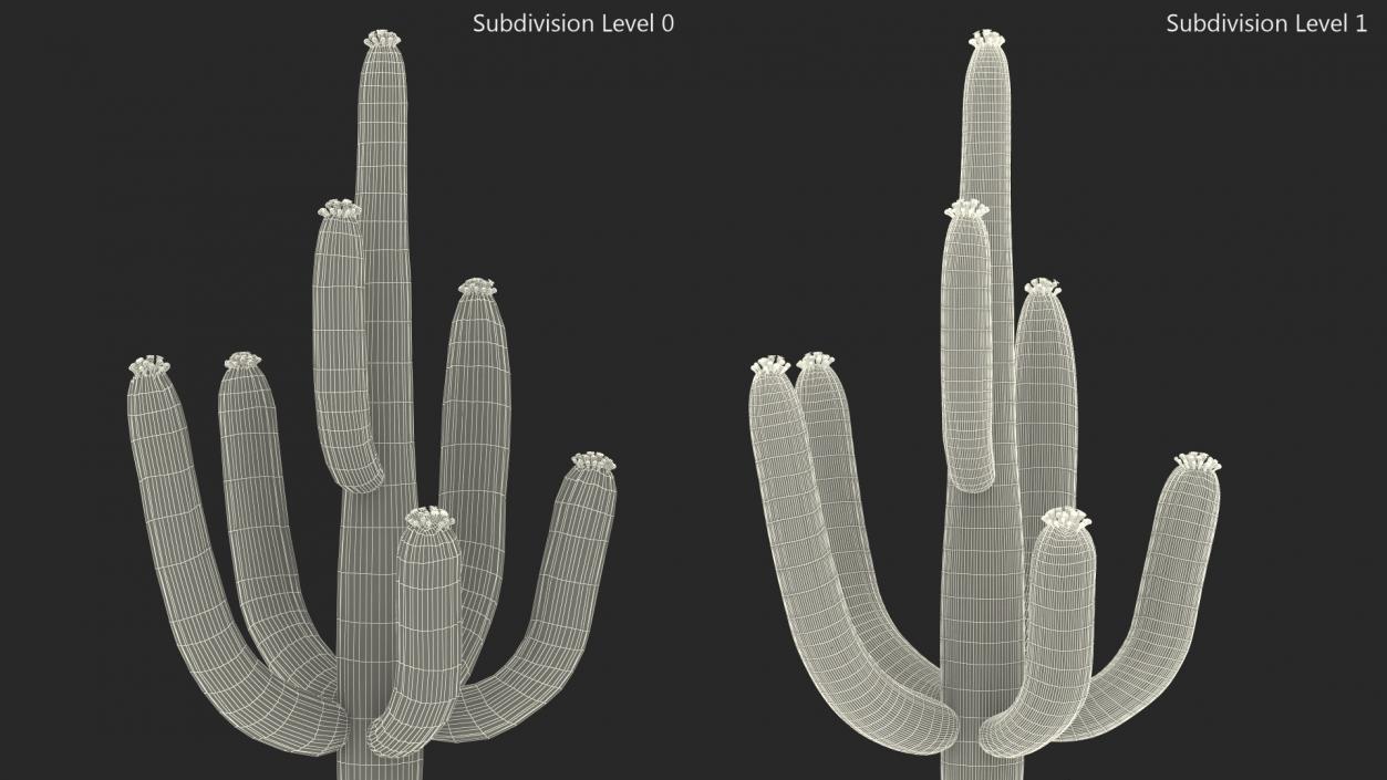 3D model Giant Saguaro Cactus