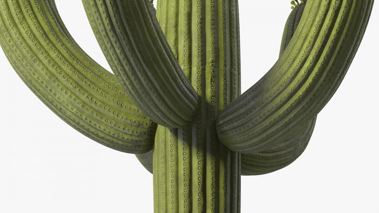 3D model Giant Saguaro Cactus