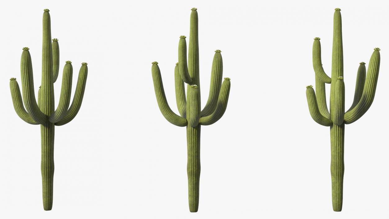 3D model Giant Saguaro Cactus