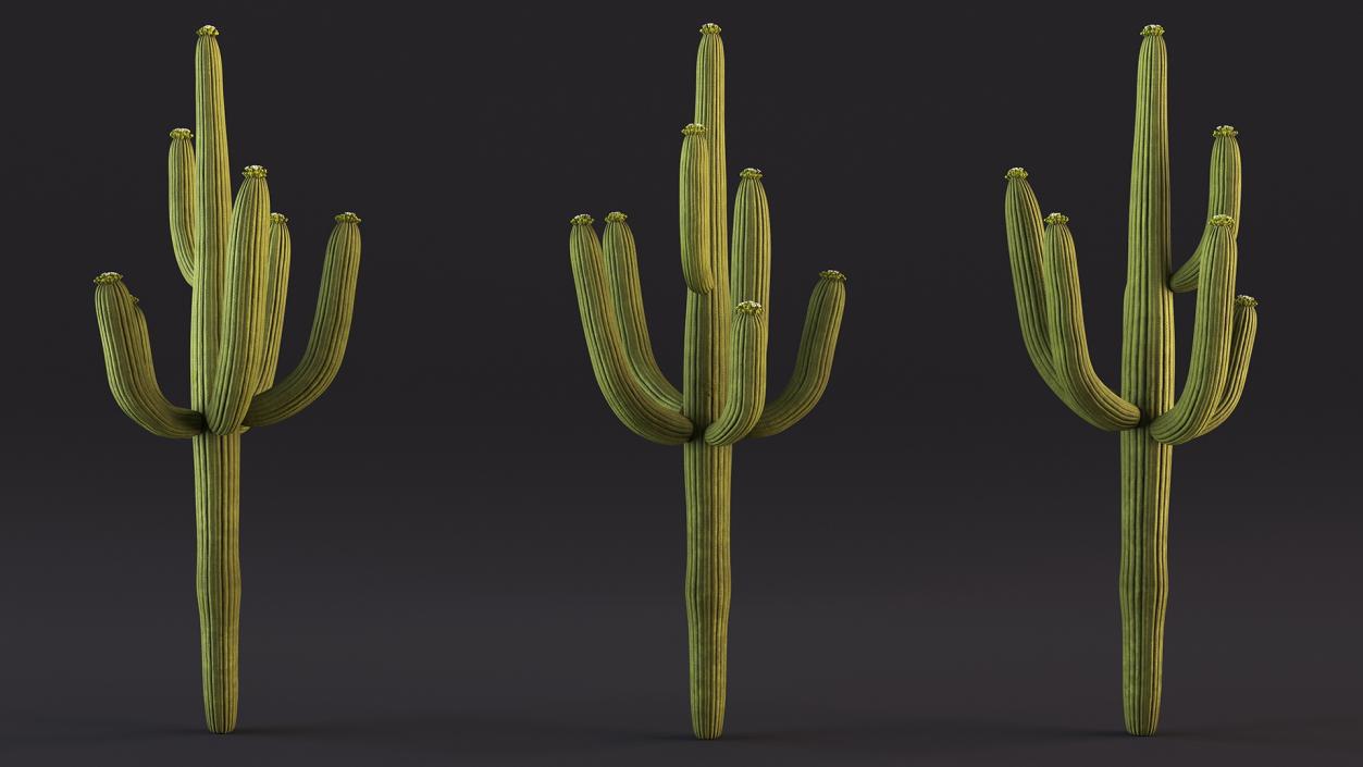 3D model Giant Saguaro Cactus