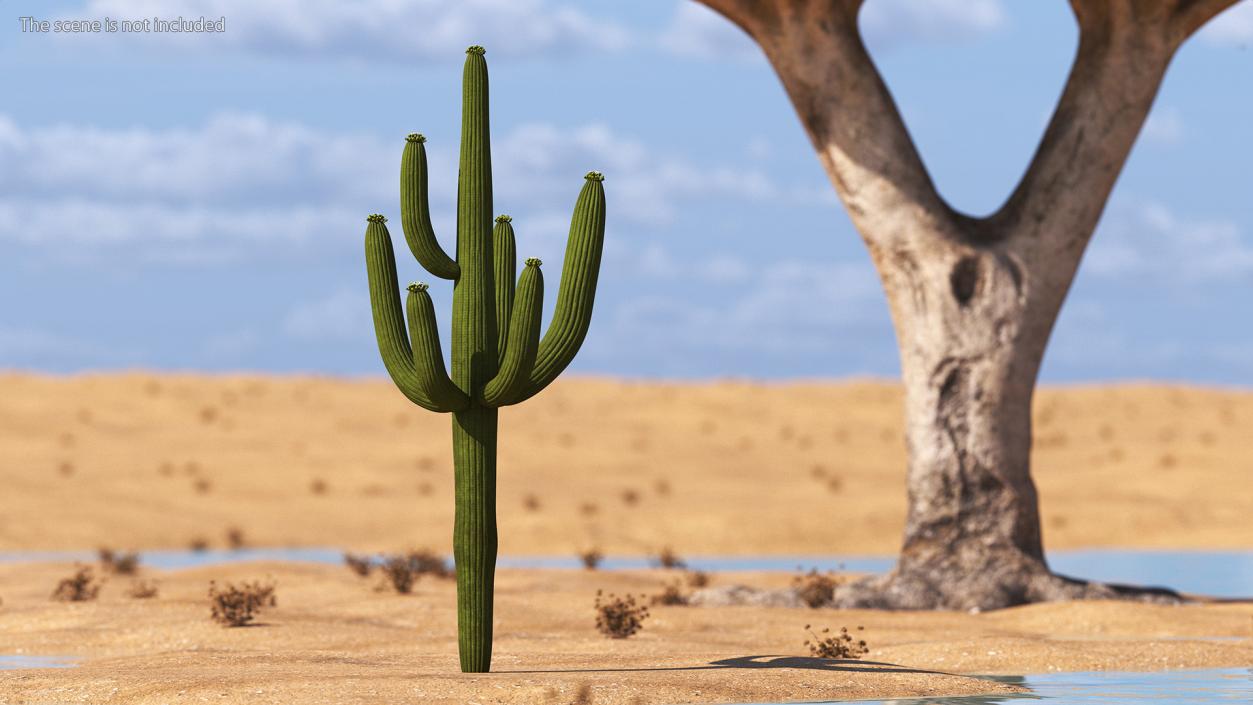 3D model Giant Saguaro Cactus