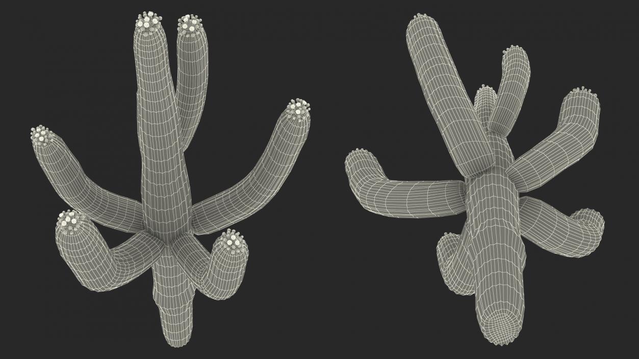 3D model Giant Saguaro Cactus