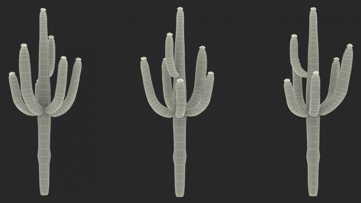 3D model Giant Saguaro Cactus