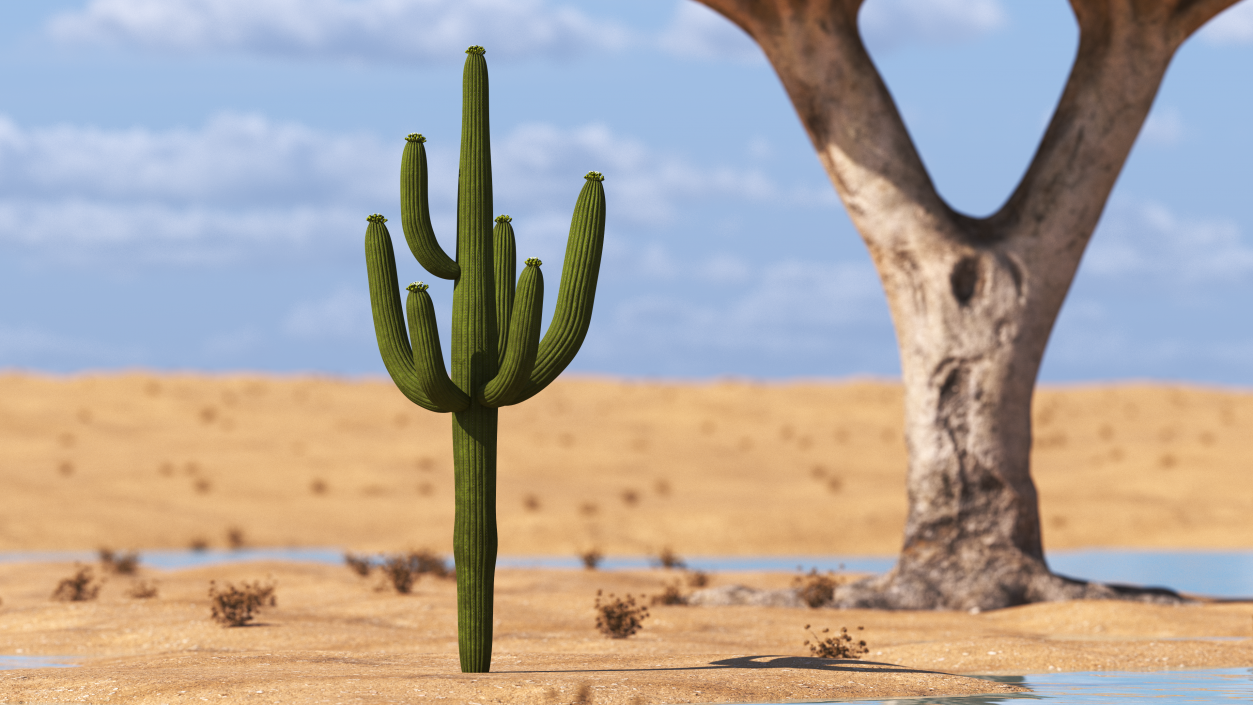 3D model Giant Saguaro Cactus