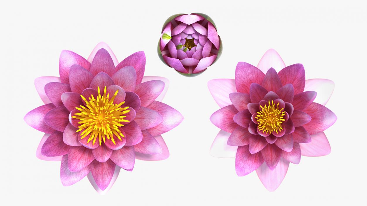 Nymphaea Siam Purple Set 3D model