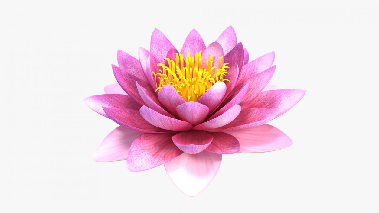 Nymphaea Siam Purple Set 3D model