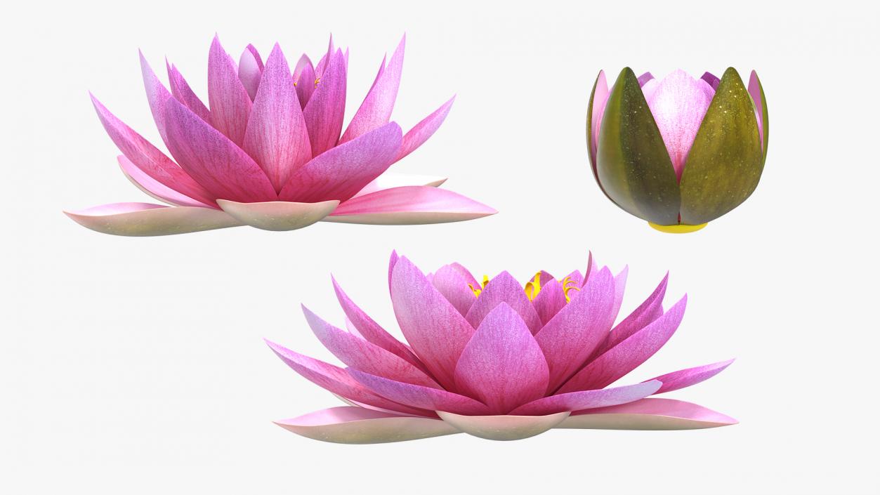 Nymphaea Siam Purple Set 3D model