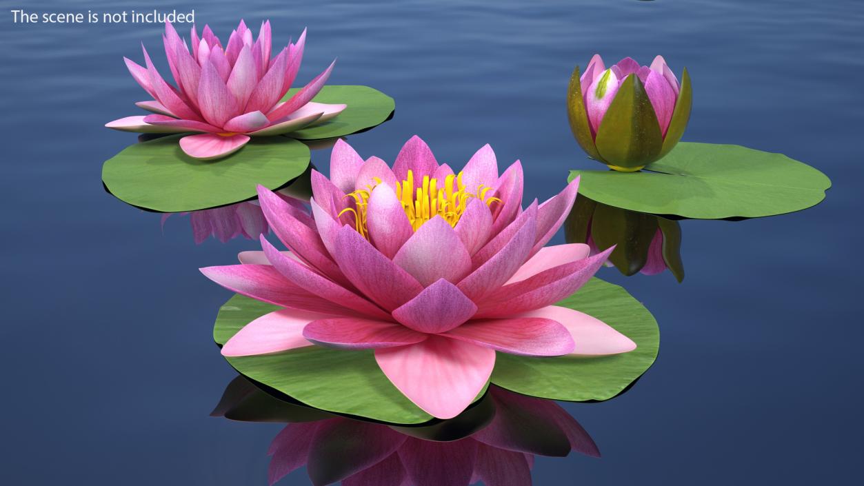 Nymphaea Siam Purple Set 3D model