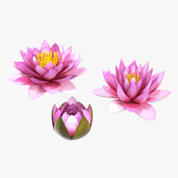 Nymphaea Siam Purple Set 3D model