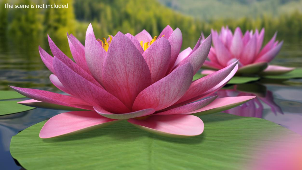 Nymphaea Siam Purple Set 3D model