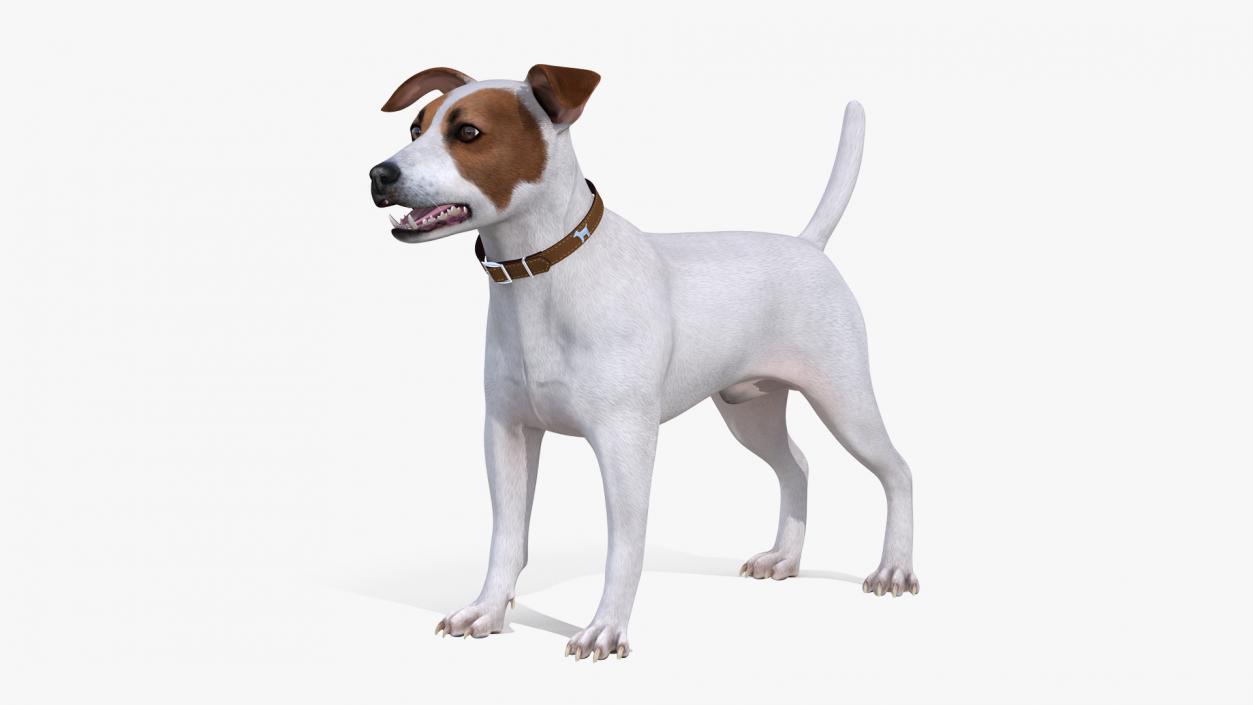 3D Jack Russell Terrier White Rigged model