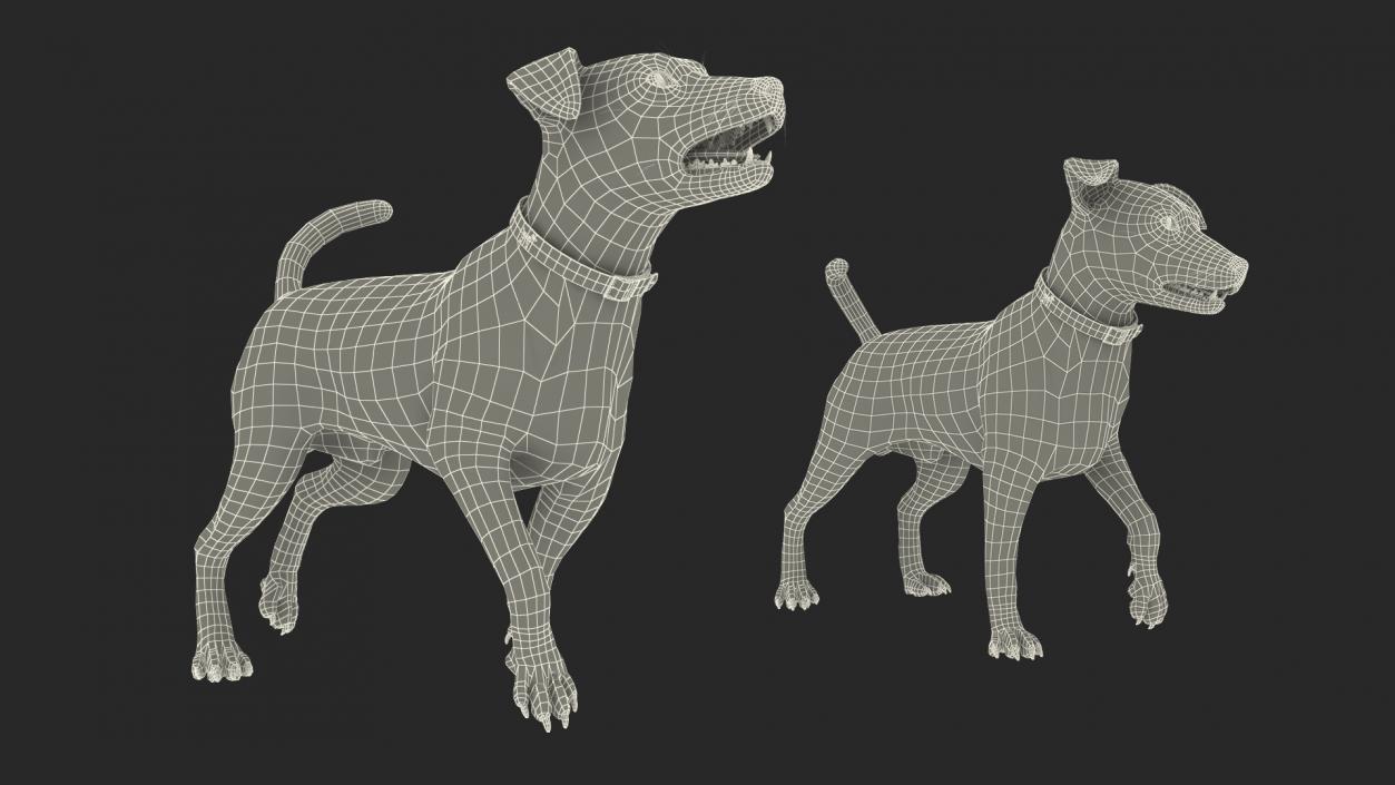 3D Jack Russell Terrier White Rigged model