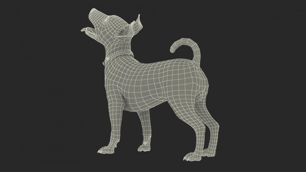 3D Jack Russell Terrier White Rigged model