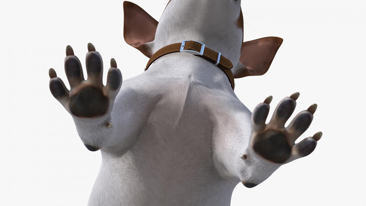 3D Jack Russell Terrier White Rigged model