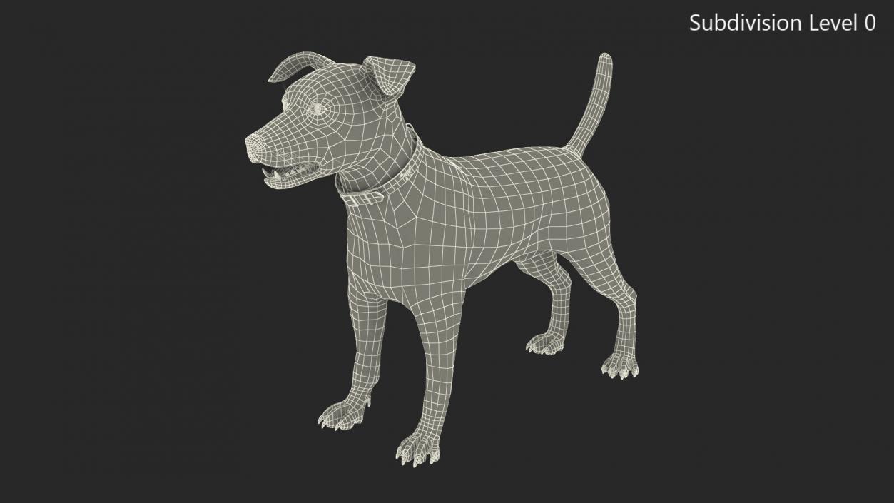 3D Jack Russell Terrier White Rigged model