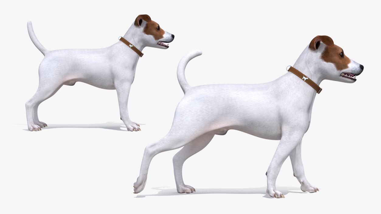 3D Jack Russell Terrier White Rigged model