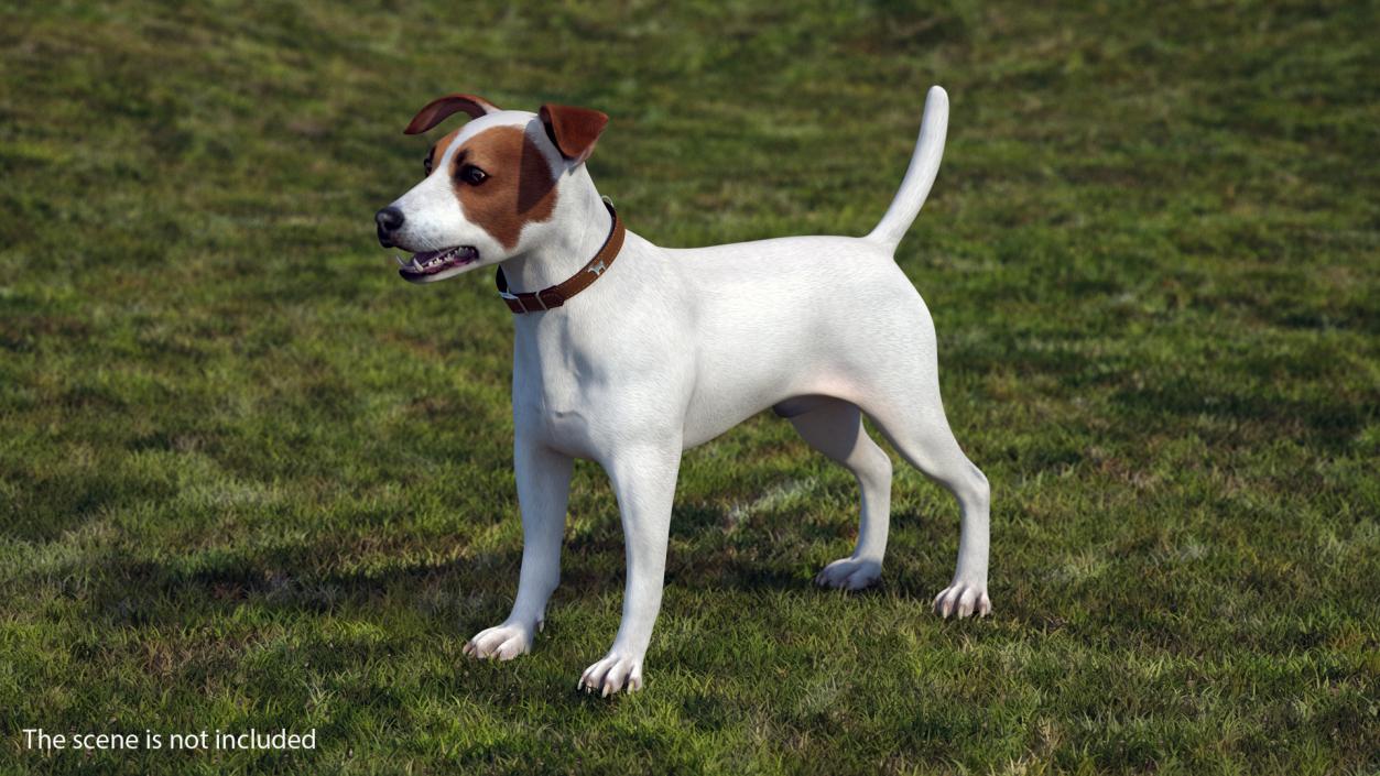 3D Jack Russell Terrier White Rigged model