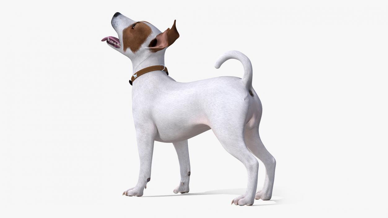 3D Jack Russell Terrier White Rigged model