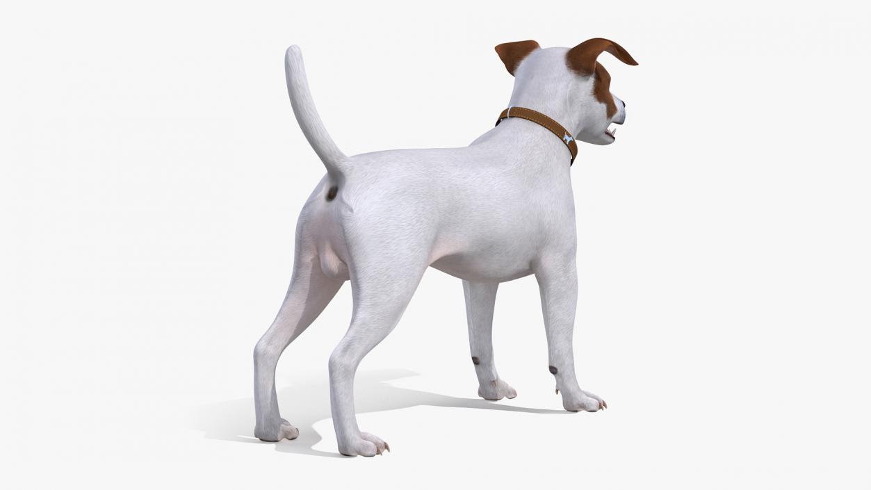 3D Jack Russell Terrier White Rigged model