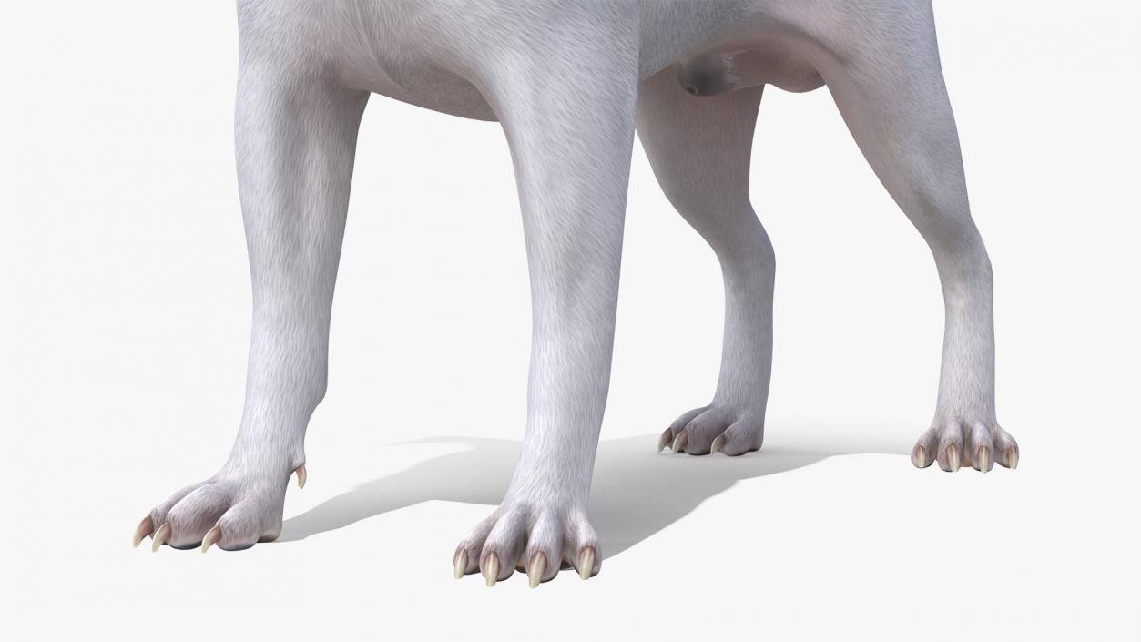 3D Jack Russell Terrier White Rigged model