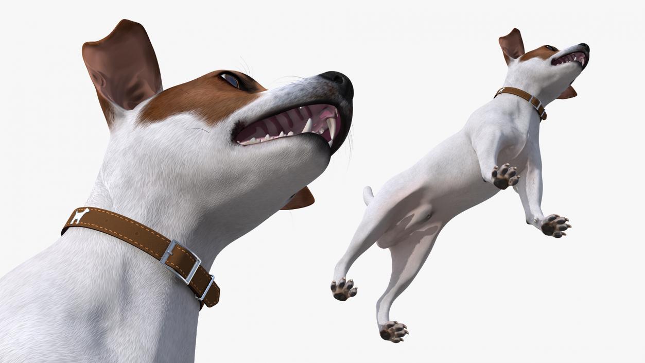 3D Jack Russell Terrier White Rigged model