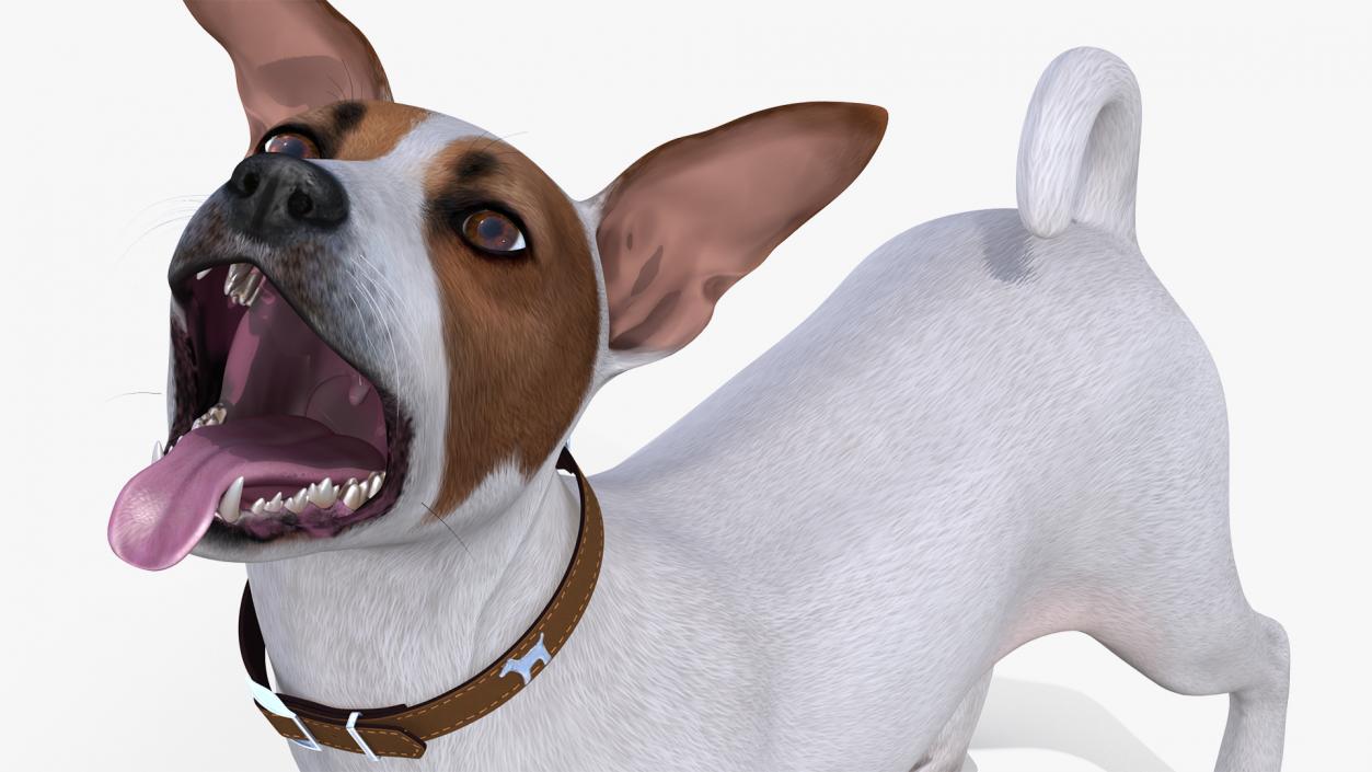 3D Jack Russell Terrier White Rigged model